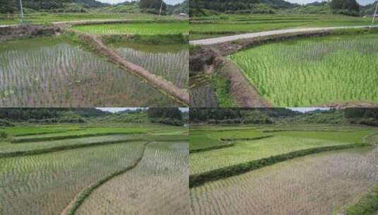 水稻农田梯田种植航拍高清在线视频素材下载