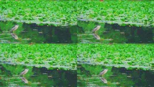 杭州西湖茅家埠江南湿地白鹭高清在线视频素材下载
