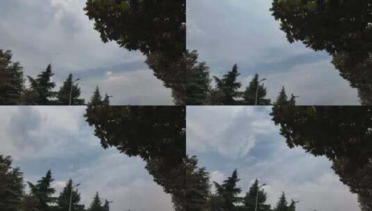 树木绿植流云延时高清在线视频素材下载