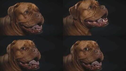 Dogue De Bordeaux，狗，高清在线视频素材下载