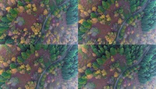 道路，森林，松树，风景高清在线视频素材下载