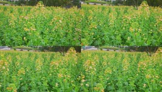 油菜花春天油菜花海油菜花田菜花花海高清在线视频素材下载