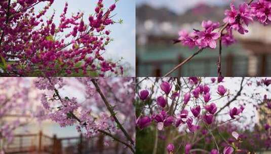 美丽鲜花 樱花开放 春天花朵 鲜花盛开高清在线视频素材下载