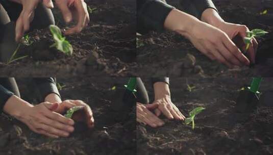 一个农民在一个巨大的种植园里种植黄瓜番茄高清在线视频素材下载