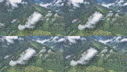 航拍人间仙境西藏高山林海云雾缭绕秋天风景高清在线视频素材下载