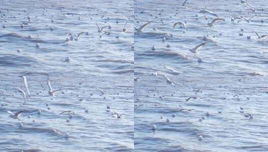 海鸥 海边 海平线 群鸟 大海高清在线视频素材下载