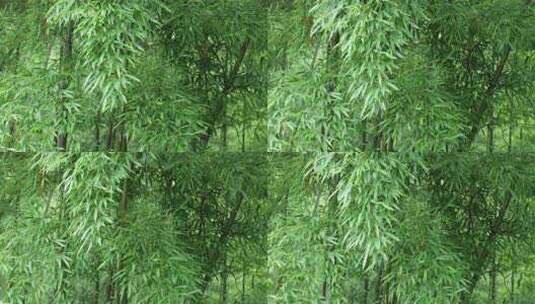 下雨天茂密的竹林枝叶繁茂生机勃勃的景象高清在线视频素材下载