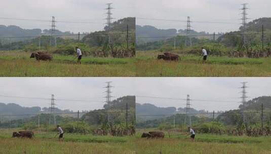 牛在田间耕地的场景 牛犁田高清在线视频素材下载