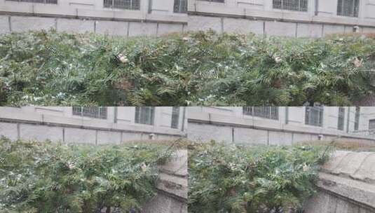 带雪的绿植景观高清在线视频素材下载