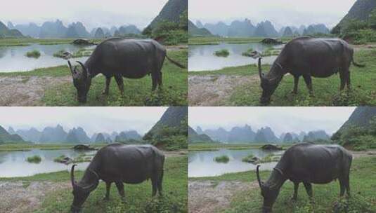 水牛在山水间悠闲吃草的景象高清在线视频素材下载