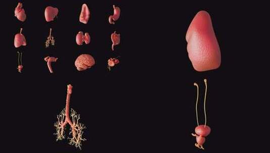 人体五脏六腑器官高清在线视频素材下载