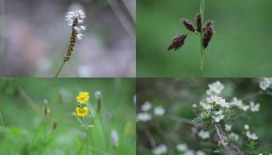 【4K画质】野花微距特写高清在线视频素材下载