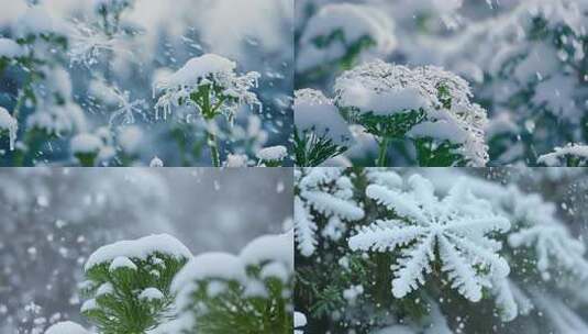 唯美冬季 飘雪 花朵 植物特写雪景 (1)高清在线视频素材下载