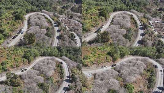 中国广东省广州市从化区广州流溪红岭街梅花高清在线视频素材下载