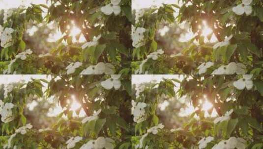 YM5709阳光普照植物花开高清在线视频素材下载