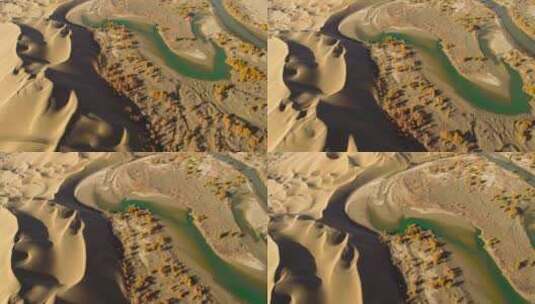 新疆沙漠 河流 胡杨林高清在线视频素材下载