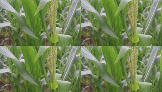 农村农田青色玉米生长2高清在线视频素材下载
