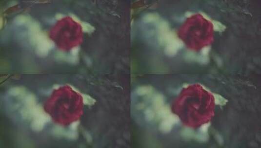 娇艳的红玫瑰高清在线视频素材下载