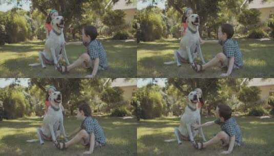 宠物和小主人在草地上玩耍高清在线视频素材下载
