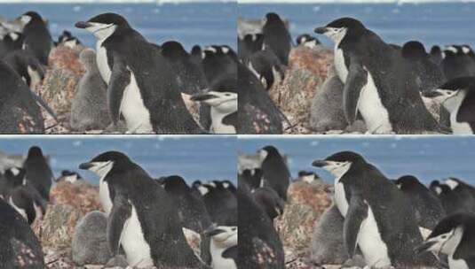南极洲的企鹅站在岩石上高清在线视频素材下载