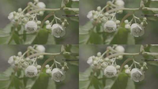 软枣猕猴桃花高清在线视频素材下载