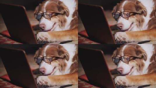 戴眼镜的狗看着电脑高清在线视频素材下载