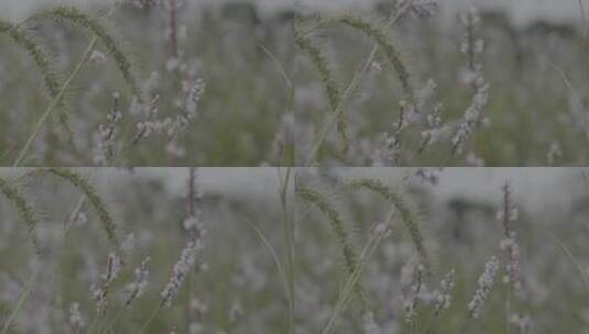植物空镜头高清在线视频素材下载