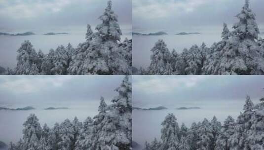 航拍湖北神农架冰雪雪松雪景云海高清在线视频素材下载