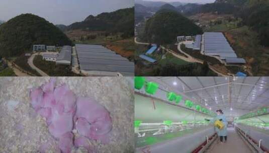 肉兔养殖4K高清在线视频素材下载