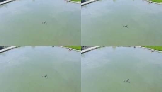 渔业基地鱼场鱼塘4k航拍高清在线视频素材下载