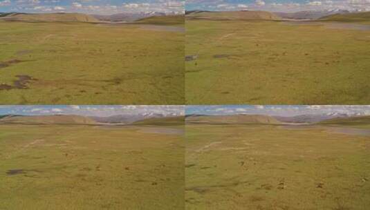 中国新疆巴音布鲁克草原风景高清在线视频素材下载