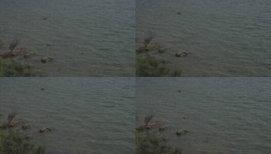 云南澄江安静的湖面波光粼粼高清在线视频素材下载