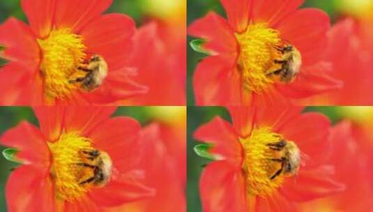 为橙花授粉的蜜蜂高清在线视频素材下载