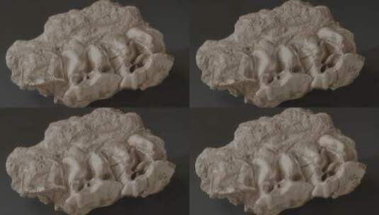 远古生物化石特写LOG高清在线视频素材下载