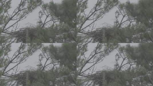 白鹭苍鹭栖息地LOG高清在线视频素材下载