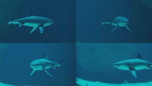 鲨鱼 大白鲨 食人鲨 鲨 凶猛鲨鱼高清在线视频素材下载