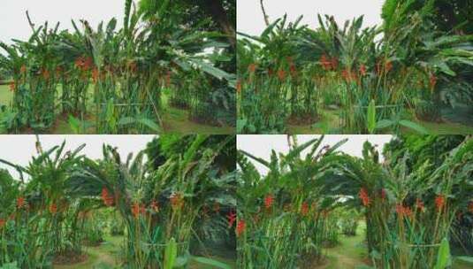 热带植物园金嘴蝎尾蕉高清在线视频素材下载