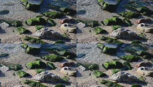覆盖着小岩石的海藻高清在线视频素材下载