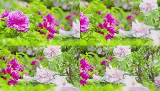 景山公园 牡丹花 花圃 鲜花 国色天香高清在线视频素材下载