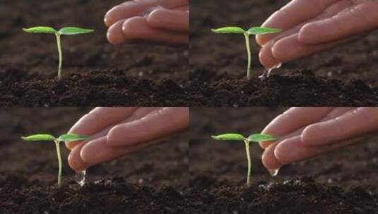 用手给小植物浇水_近距离浇水高清在线视频素材下载