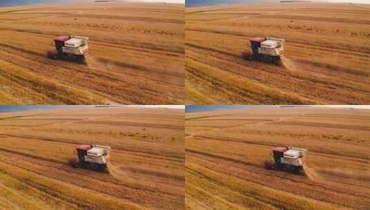 麦田小麦成熟收割高清在线视频素材下载