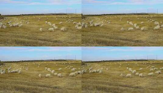 新疆羊群高清在线视频素材下载