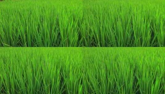 稻田里绿油油的禾苗高清在线视频素材下载