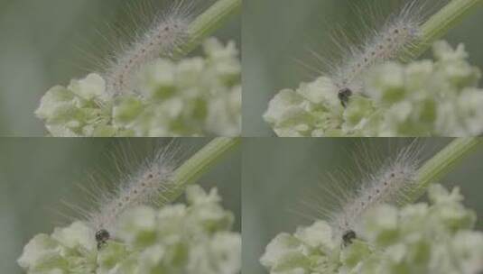 毛毛虫啃食植物LOG高清在线视频素材下载