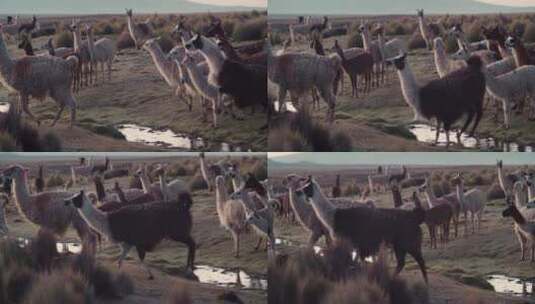 高原上的羊驼 高清在线视频素材下载