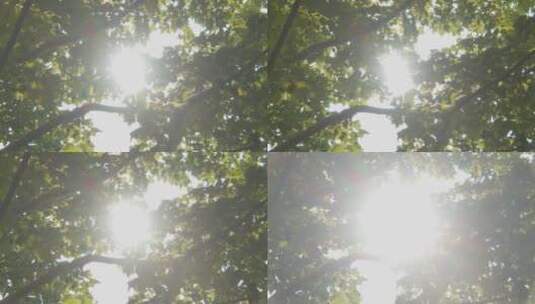 逆光穿过树叶高清在线视频素材下载