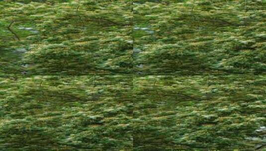 4K竖屏花草植物素材——金银木高清在线视频素材下载