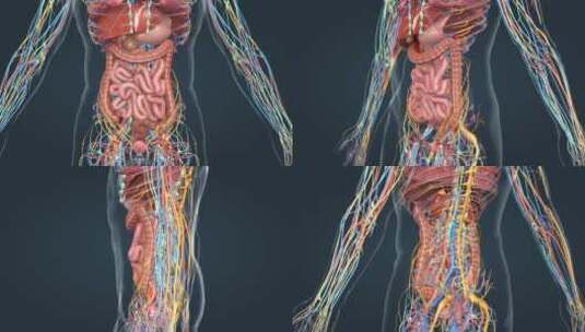 人体解剖器官消化系统上消化道肠胃三维动画高清在线视频素材下载