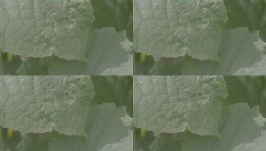 黄瓜叶片上的虫洞特写LOG高清在线视频素材下载