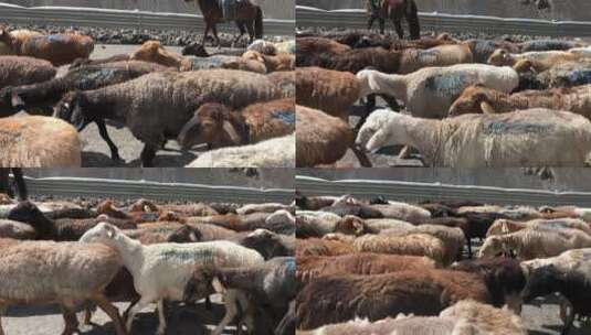 独库公路上的羊群高清在线视频素材下载